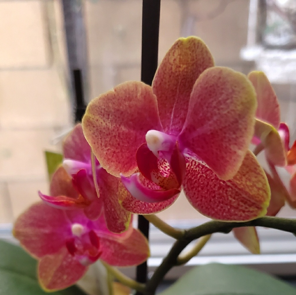 Meet your Posher, Jennie